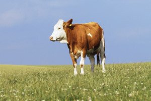 Hrvati i Rumunji idu najradije u farmere