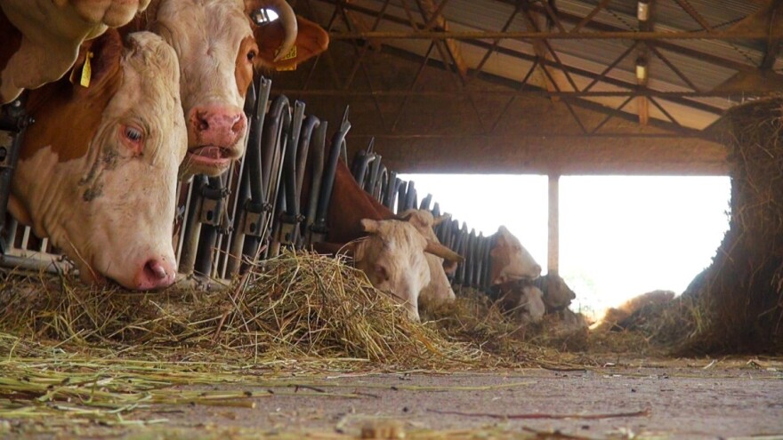 Josip Majetić: S ovim cijenama žitarica dnevni gubitak po kravi nam je 30 kuna