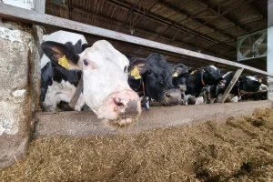Ventilacioni sistemi pozitivno djeluju na proizvodnju mlijeka, a šta kada ih nema?