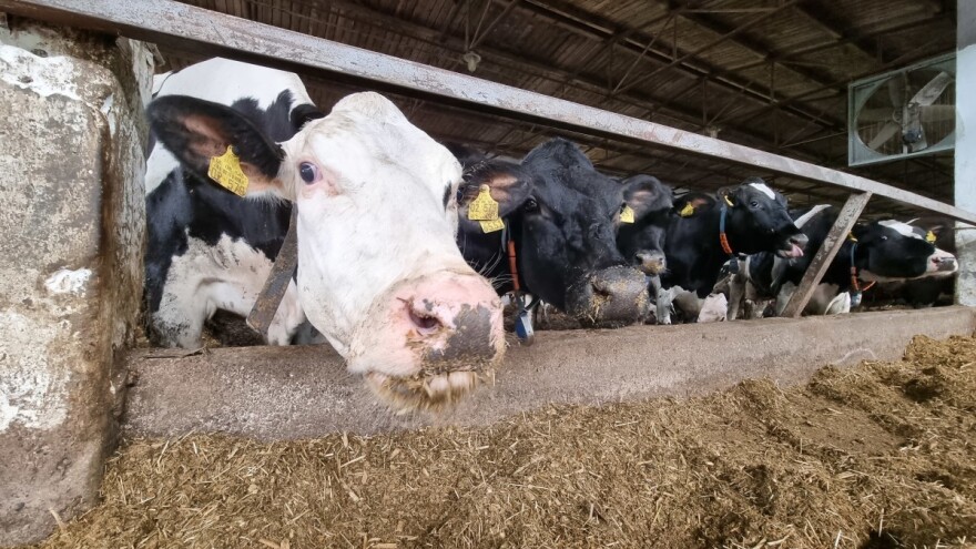 Ventilacioni sistemi pozitivno djeluju na proizvodnju mlijeka, a šta kada ih nema?