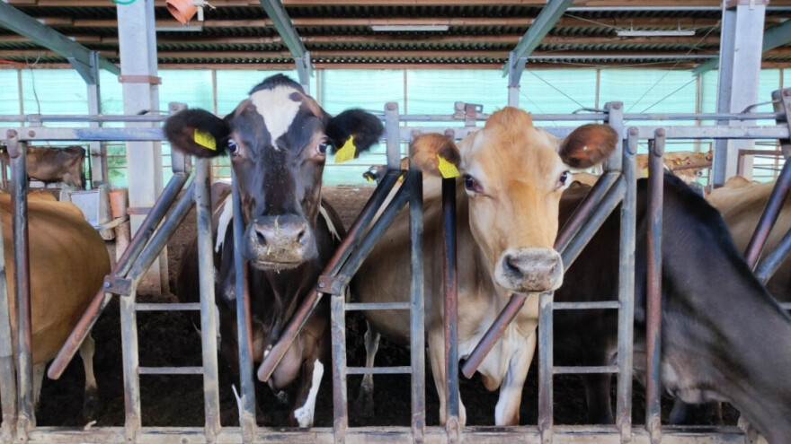 Isporučili mlijeko, a ostali bez novca - dio mljekara ogorčen administracijom