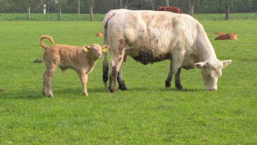 Pet milijuna kuna za novu mliječnu farmu