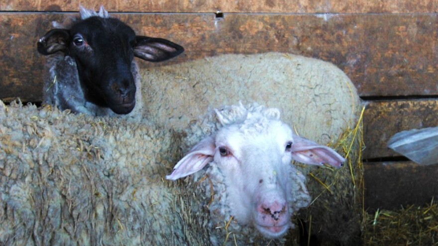 Q groznica potvrđena kod 12 mještana, očekuje se još zaraženih