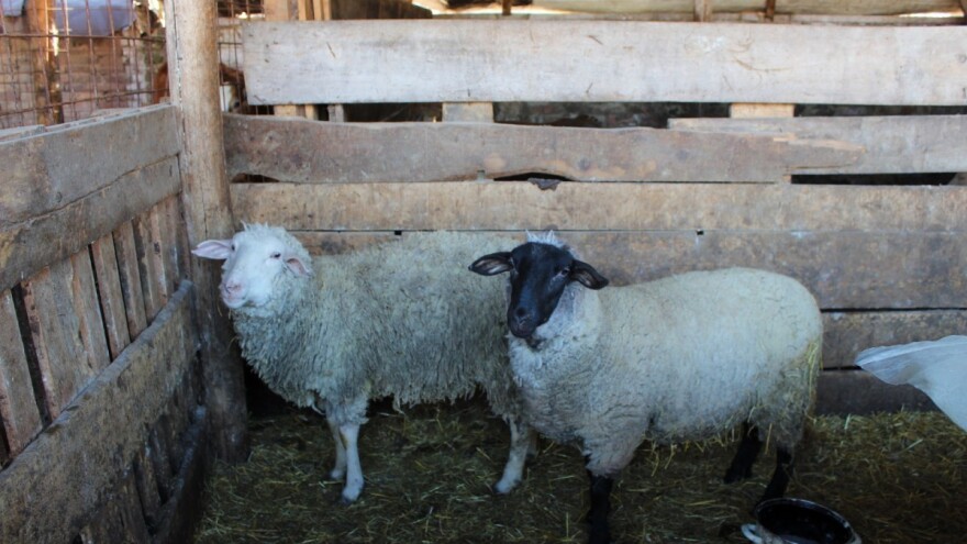 Uznemirujuće fotografije! Jusuf zatekao užasan prizor u štali: Zaklano 20 ovaca