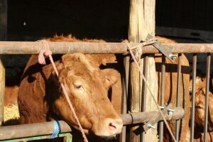Nezapamćena kriza: Od uzgoja goveda odustaju svi koji nisu u kreditima