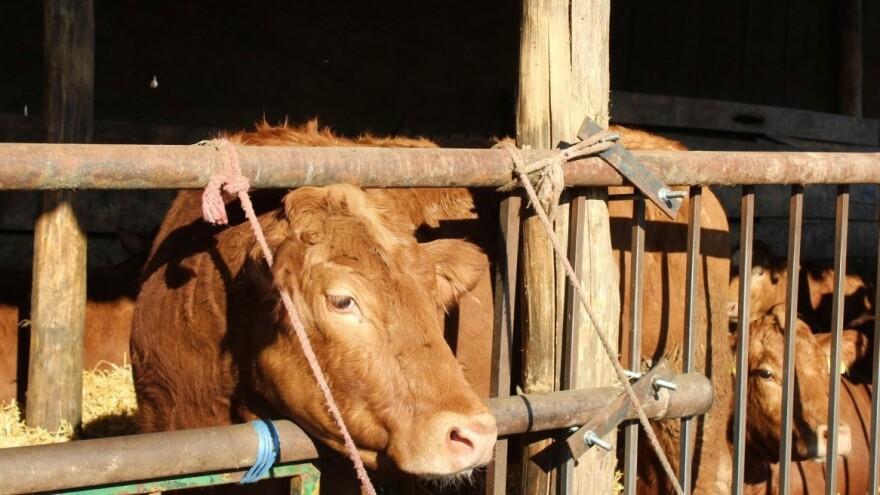 Nezapamćena kriza: Od uzgoja goveda odustaju svi koji nisu u kreditima