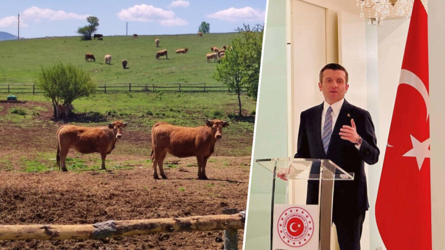 Turska otvorila tržište za hrvatska goveda