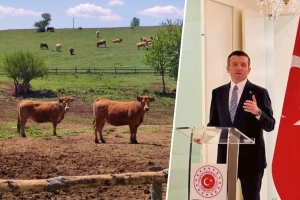 Otvoreno tursko tržište za izvoz hrvatskih goveda
