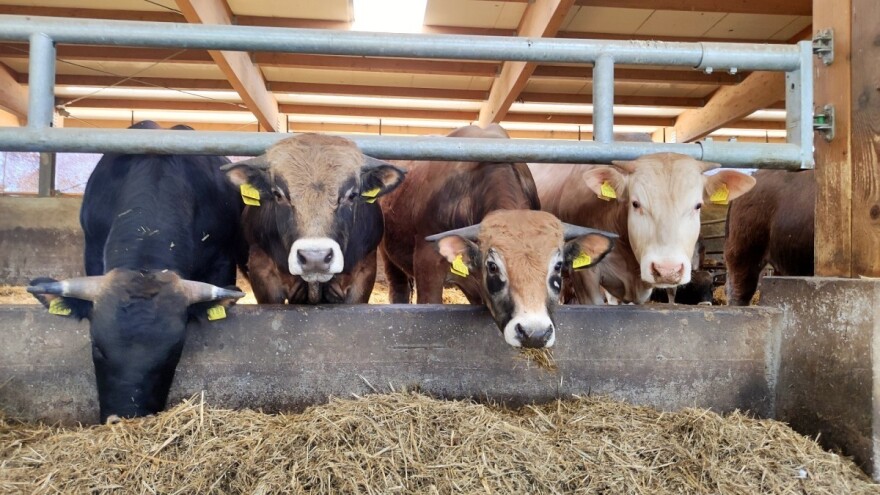 Obratiti pažnju na higijenu ishrane domaćih životinja