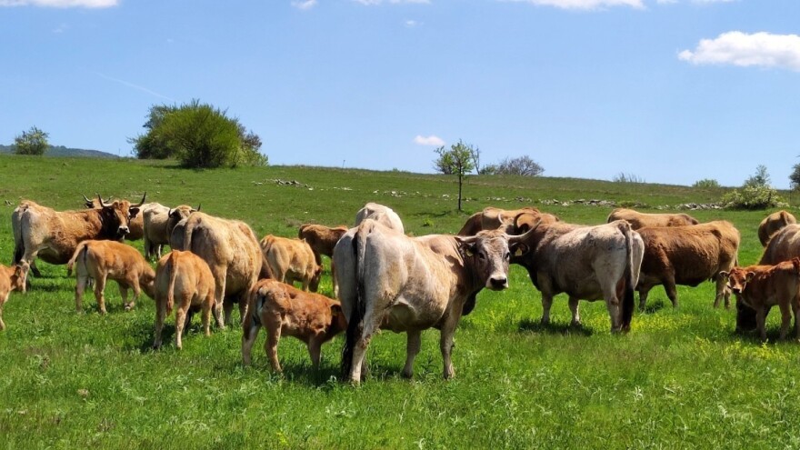 Ni turos, ni žubr, nego krava - kako je pripitomljena naša "hraniteljica"?