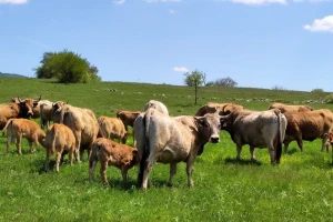 Humanije uzgojena životinja - kvalitetnije meso, mleko, jaja