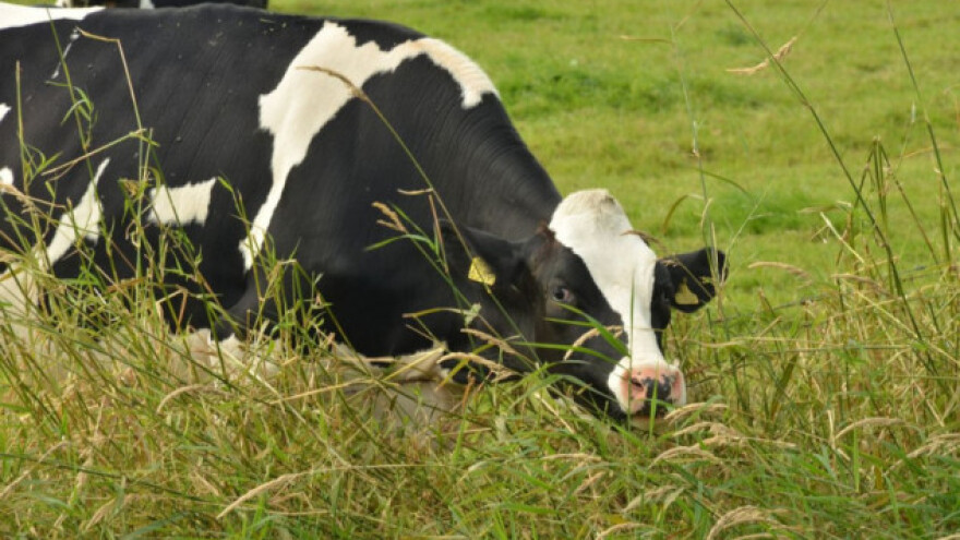 Sreća je u zelenoj travi - krave to najbolje znaju!