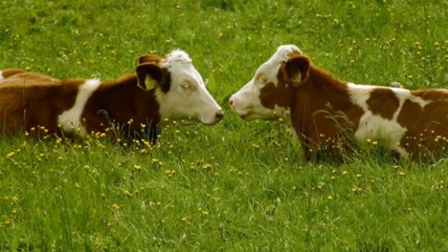 Tovna junad s farme u Vodoteči