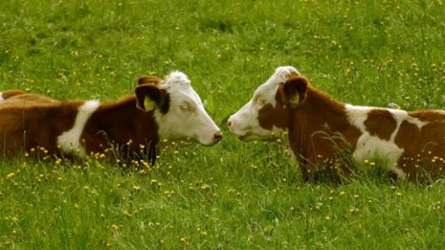 Pad otkupne cijene mlijeka!