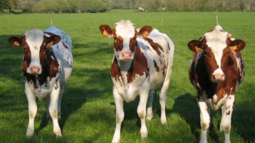 Gradnja nove obiteljske sirane