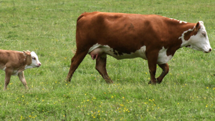 Seljaci traže ograničavanje uvoza mliječnih proizvoda