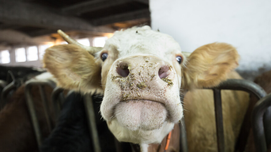 Kravlje ludilo ponovno preti - bolest potvrđena u Škotskoj