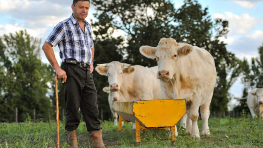 Manji broj slučajeva kravljeg ludila u 2015. godini