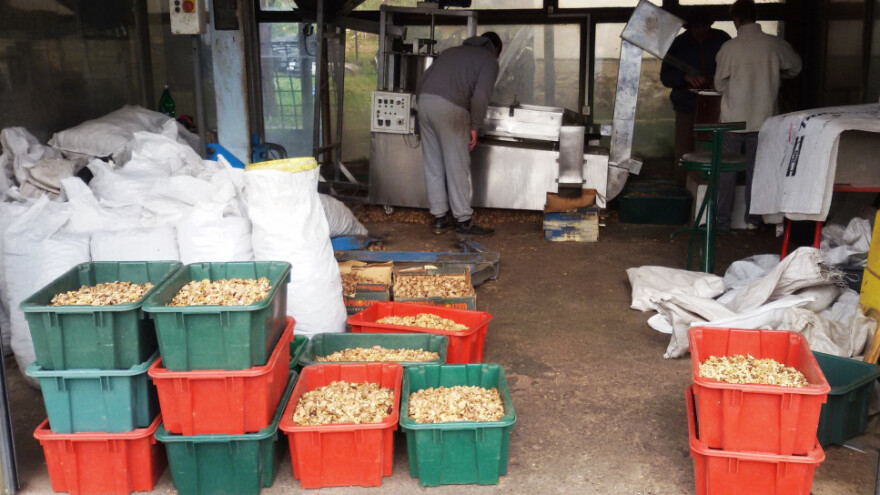 Organizovana proizvodnja oraha za dobru zaradu