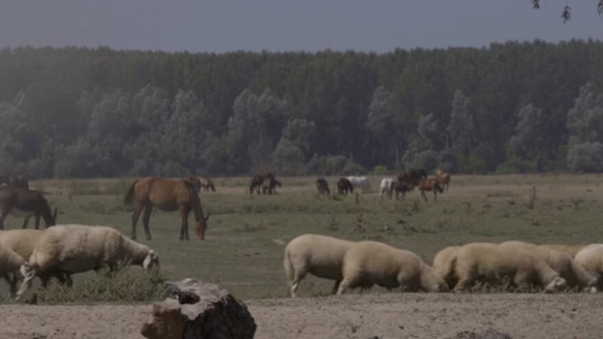 Autohtone rase čeličnog karaktera