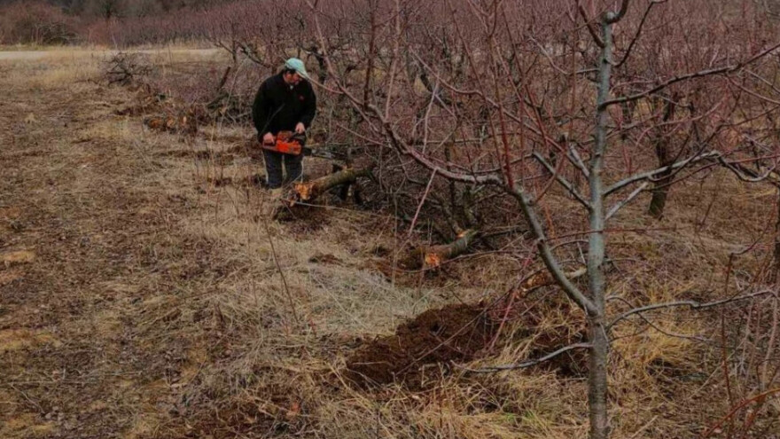 Masovno krčenje zasada višnje. Da li ipak ulagati ove godine?