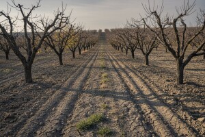 Krčenje baranjskih voćnjaka jedino rješenje?