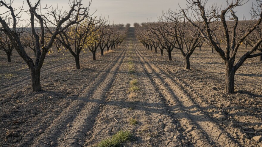 Krčenje baranjskih voćnjaka jedino rješenje?
