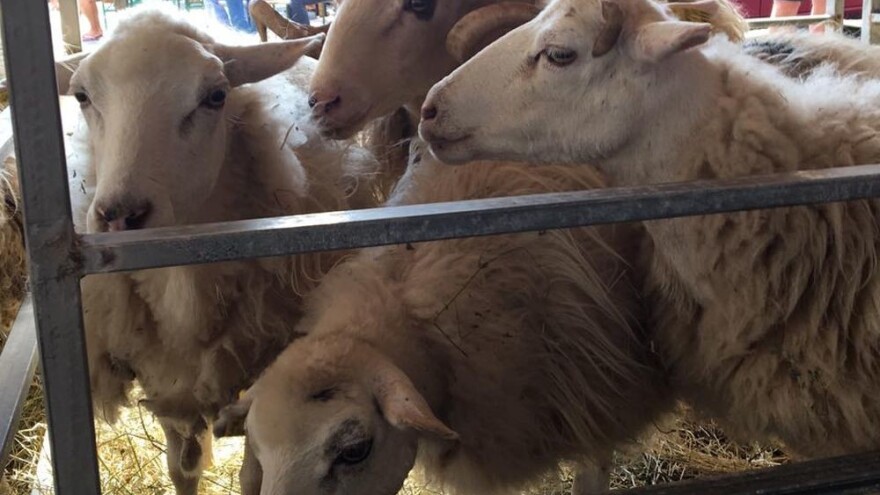 Izložba krčke ovce u Baškoj, doprinos očuvanju hrvatskih izvornih pasmina