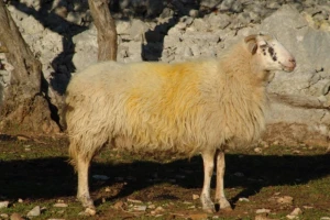 Posjetite prvu izložbu krčke ovce u Vrbniku