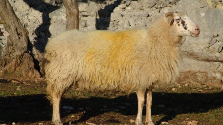 Posjetite prvu izložbu krčke ovce u Vrbniku