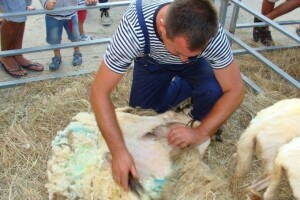 Krčka ovca dobila svoju prvu izložbu
