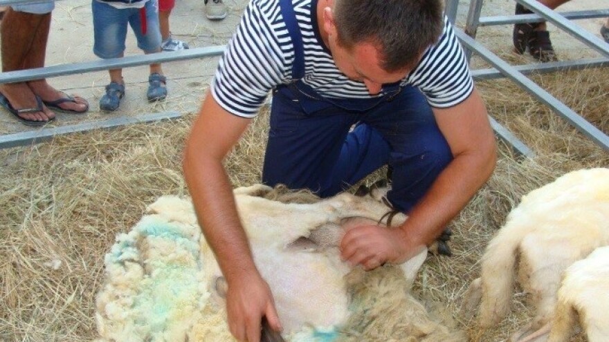 Krčka ovca dobila svoju prvu izložbu