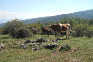 Kako diše poljoprivreda na Kosmetu: Šta se proizvodi, gde se i kako prodaju proizvodi?