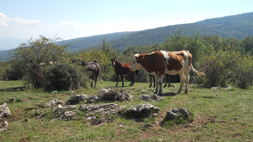 Kako diše poljoprivreda na Kosmetu: Šta se proizvodi, gde se i kako prodaju proizvodi?