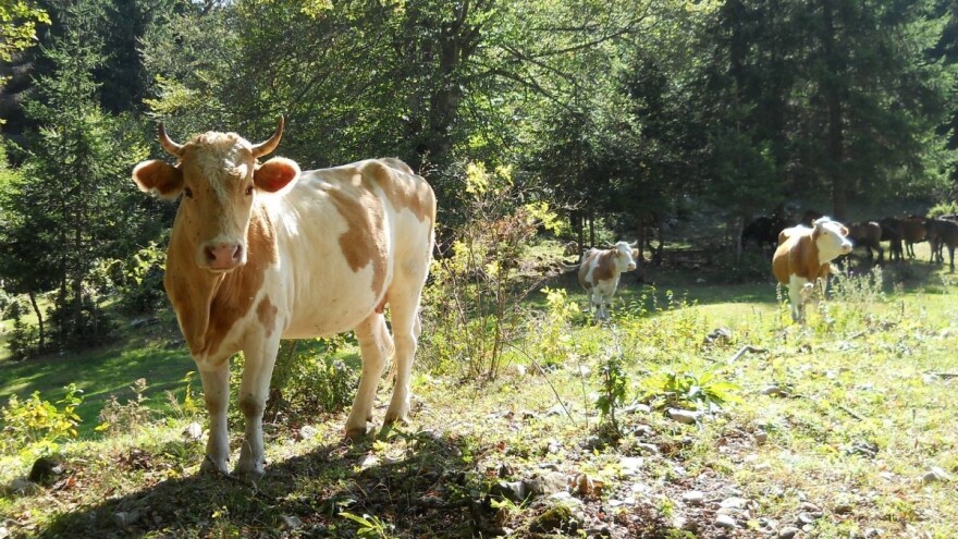 U divljini Suve planine krave i konji slobodno pasu - vuk je "sanitarac"