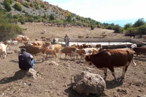 Krave i konji će umirati od žeđi na Suvoj planini - stočari očajni
