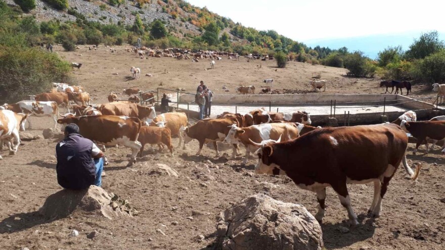 Krave i konji će umirati od žeđi na Suvoj planini - stočari očajni