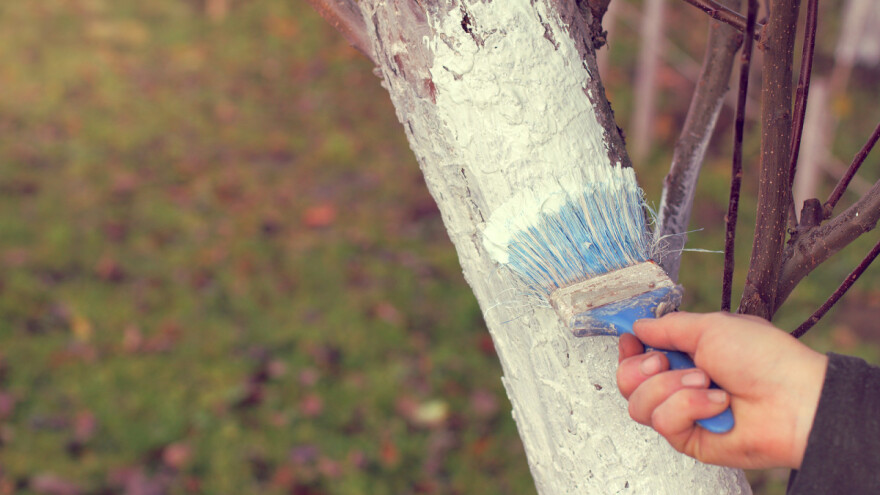 Jesenje krečenje stabala voća - svrha radnje te pravilna priprema i nanošenje smjese