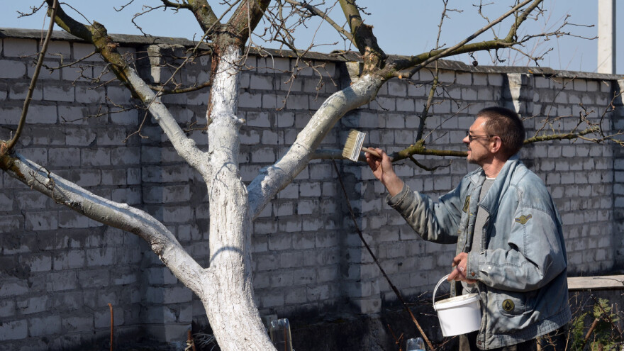 Koje mjere za produženje faze mirovinja sprovesti u voćnjaku?