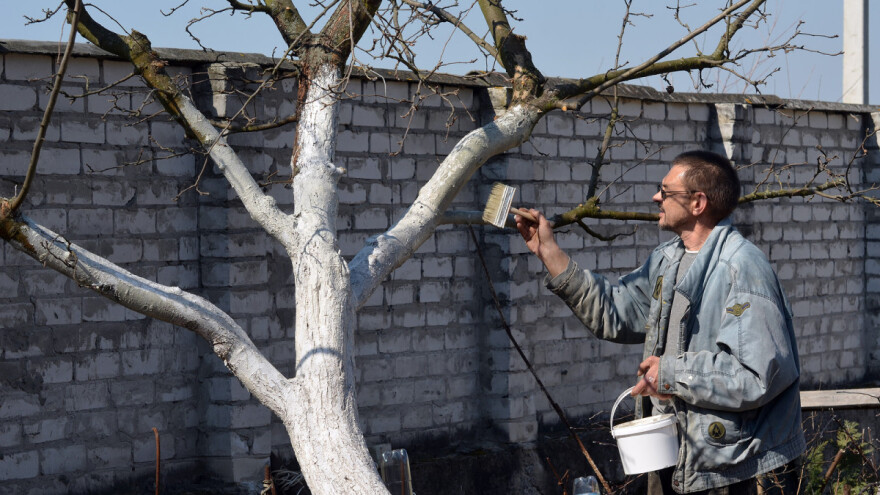 Krečenje stabala - koje je najbolje vrijeme?