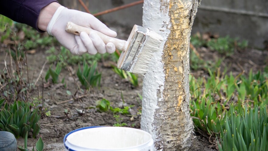 Krečenje stabala: Evo 5 zanimljivosti o staroj praksi koja je i danas korisna