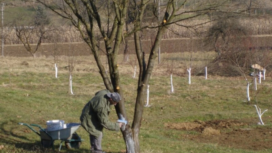 Čemu plavo prskanje i krečenje stabla?