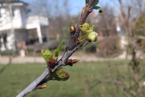 Krenula vegetacija, pupoljci se bude: Situacija nije loša?