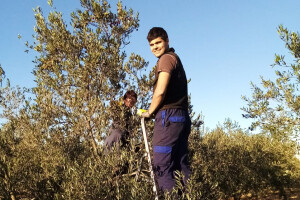 Od maslina iz hobija do svjetskog zlata. A tajna uspjeha obitelji Ivić? Upravo to - obitelj