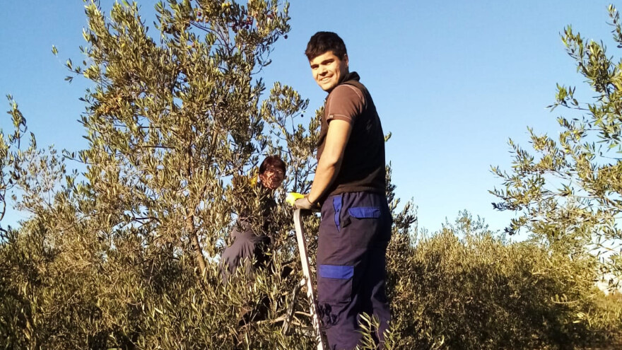 Od maslina iz hobija do svjetskog zlata. A tajna uspjeha obitelji Ivić? Upravo to - obitelj