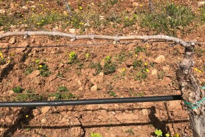 Bayer savjeti za vinogradare 09.04.-15.04.2018.