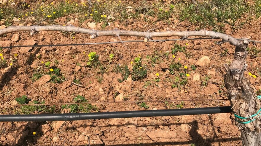 Bayer savjeti za vinogradare 09.04.-15.04.2018.