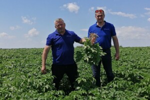 S OPG-a Kristijana Šajnovića ove godine stiže 2.000 tona međimurskog krumpira