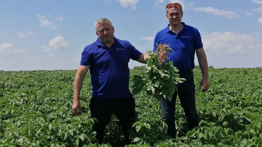 S OPG-a Kristijana Šajnovića ove godine stiže 2.000 tona međimurskog krumpira