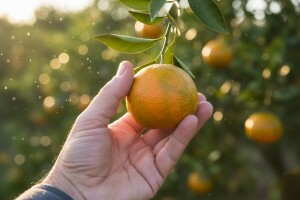 Kriteriji za određivanje početka berbe mandarina